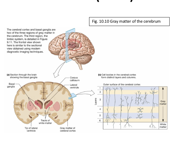 <p>In the <em>gray matter </em>of the cerebrum, what is the basal ganglia (basal nuclei), in depth?</p>