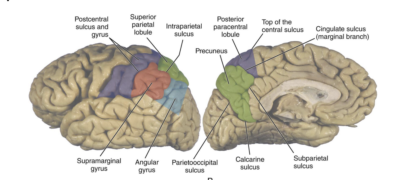 <p>Label Parietal Lobe</p><p>Medial View</p>