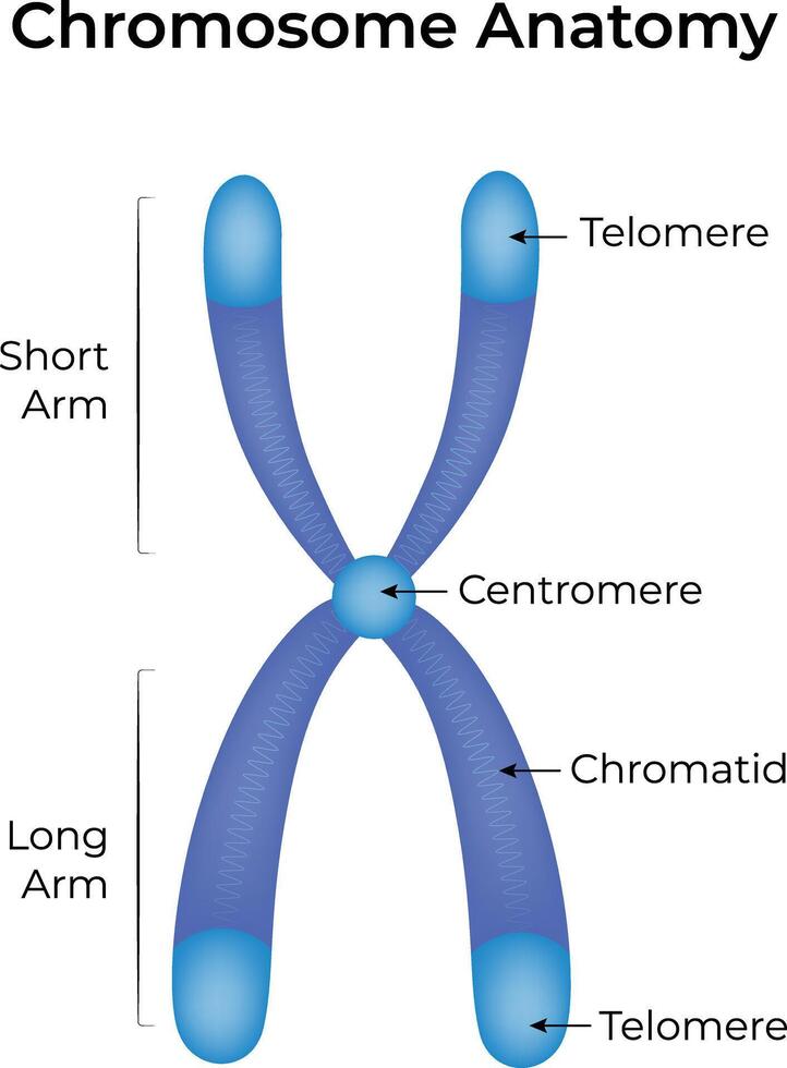<p>Chromosome Anatomy </p>