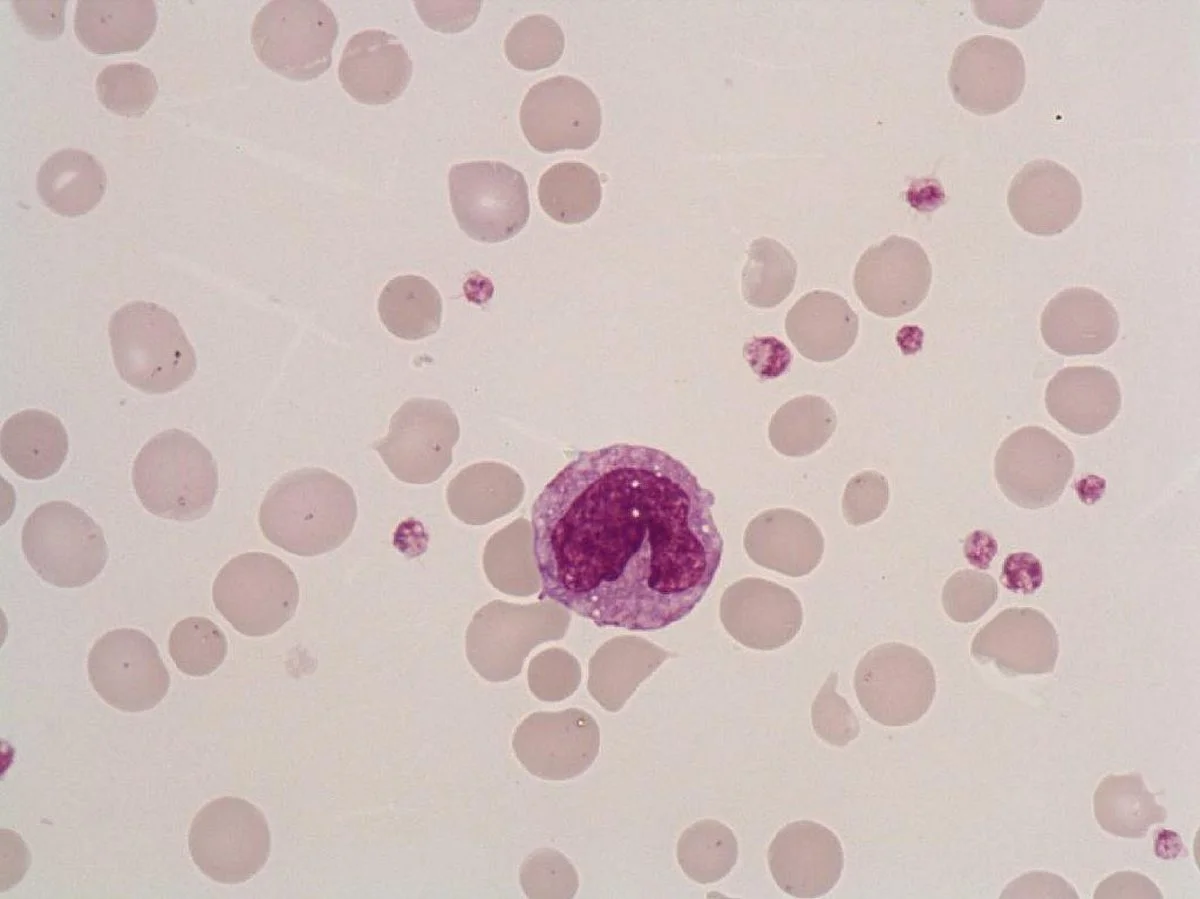 <ul><li><p>they can differentiate into macrophages and dendritic cells to engulf and destroy pathogens</p></li><li><p>initiate the inflammatory and anti-inflammatory processes </p></li><li><p>originate in bone marrow from monoblasts</p></li></ul><p></p>