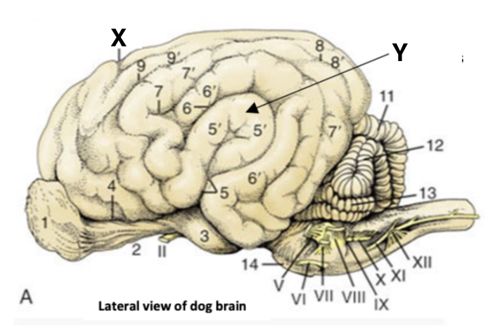 <p>cruciate sulcus</p>