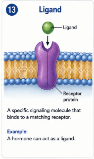 A specific signaling molecule that binds to a matching receptor. Example: A hormone can act as a ligand.