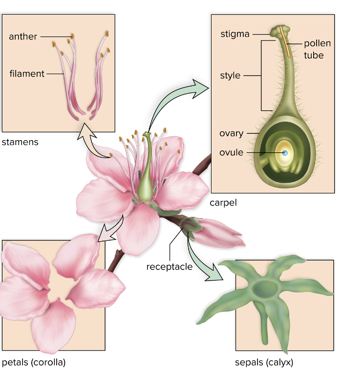 <ul><li><p><strong>receptacles</strong></p><ul><li><p>bear the <strong>sepals, petals, stamens, </strong>and<strong> carpals </strong></p><ul><li><p>attached to receptacle in whorls </p></li></ul></li></ul></li></ul><p></p>