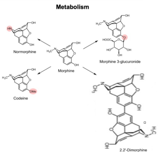 <p>Pharmacological properties (this is also effects): Opioid analgesic that relieves severe pain by acting mainly on μ-opioid receptors, but it can cause respiratory depression, constipation, and addiction</p><p>Agonist: Morphine and its derivatives (morphinans) as well as other synthetic opioids</p><p>Production: Opium contains morphine. János Kabay developed a method to extract morphine from dried poppy plants using acid and base.</p><p>Morphine Antagonist: Naloxone. Draw Naloxone and state its usage/indications, and group (I already know this)</p>