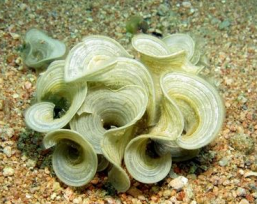 <p>Brown algae (Ochrophyta) Peacock's Tail</p>