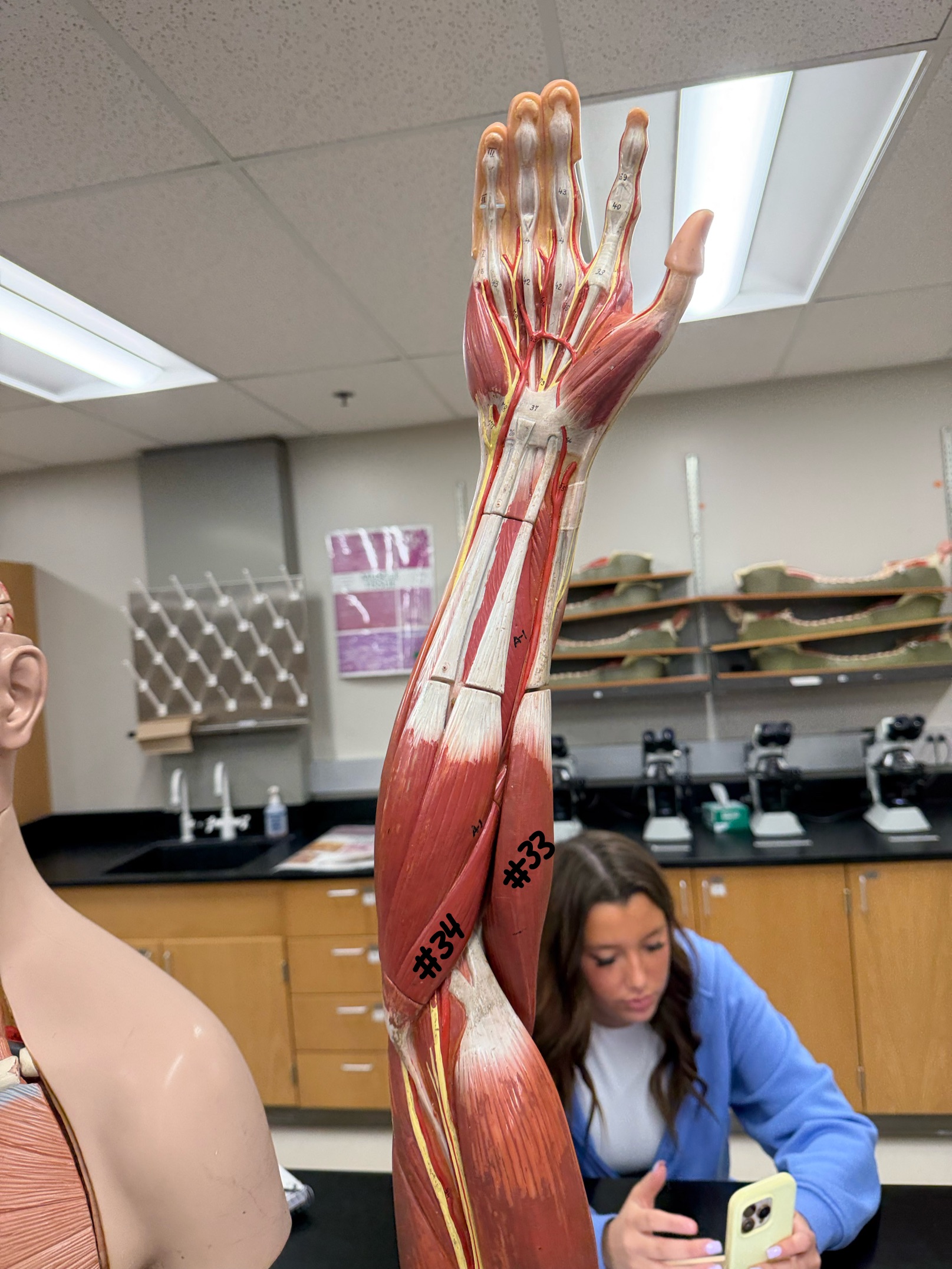 <p>What muscle is labeled #34?</p>