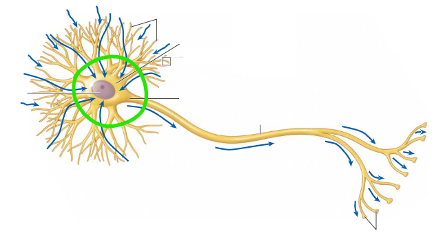 <p>Cell body of neuron</p>