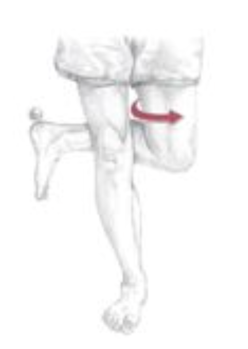 <p><span>Which of the following are the synergists of the motion depicted below? Select all that apply.</span></p>