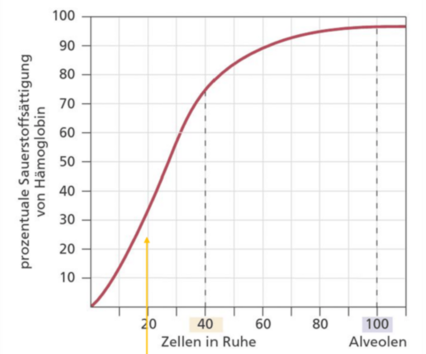 <p>-Nach der Lunge: Arterielles Blut normalerweise zu fast 100% mit O2 gesättigt (4x O2 pro Hb)</p><p>-Nach den Kapillaren: immer noch 75% Sättigung </p><p>-> Verlust an O2 bei Ruheaktivitäten sehr klein (= Leistungsreserve die bei Arbeit angezapft werden kann)</p>