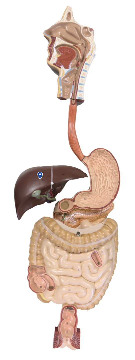 <p>Name this organ.</p>