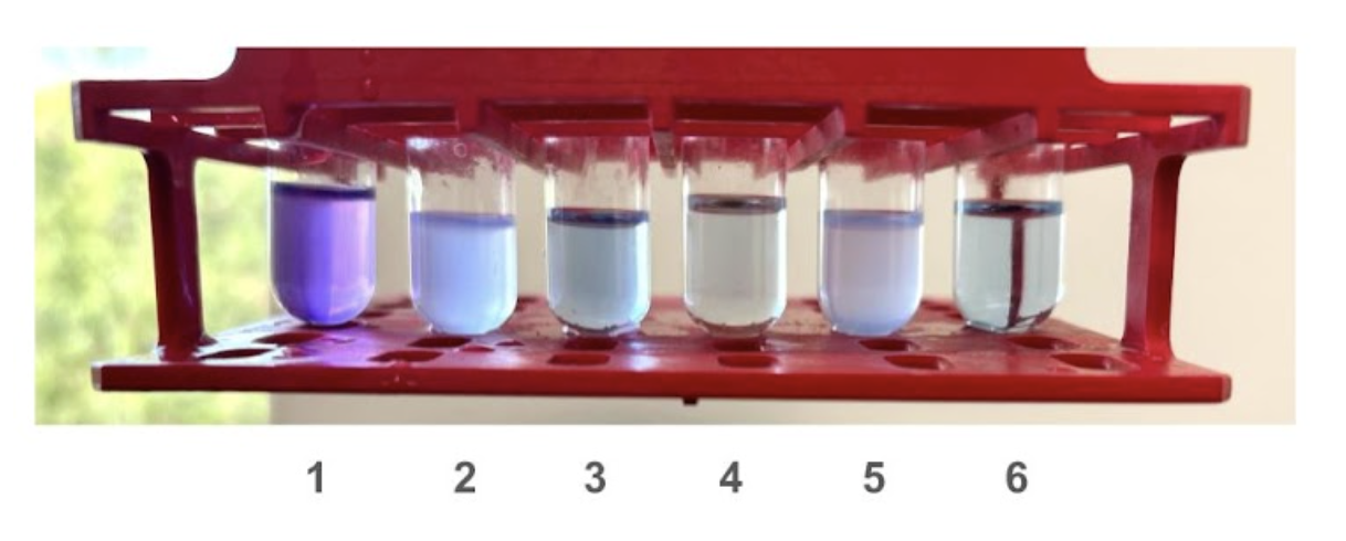 <p><br><span>19. A student at Columbus State Community College was conducting biochemical assays. They performed a Biuret assay on unknown samples. Observe the image below.</span></p><p>Which samples <em>clearly</em> indicate a positive result?</p><p><span style="line-height: 1.5;">A. 3 and 5</span></p><p><span style="line-height: 1.5;">B. 2 , 3, and 6</span></p><p><span style="line-height: 1.5;">C. Only 4</span></p><p><span style="line-height: 1.5;">D. Only 1</span></p>