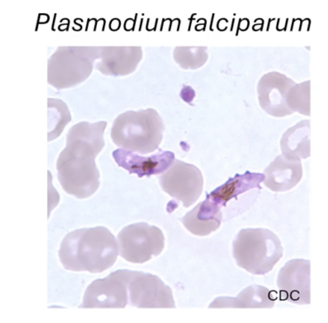 <p>endoparasite (protozoal parasite) that causes malaria</p>