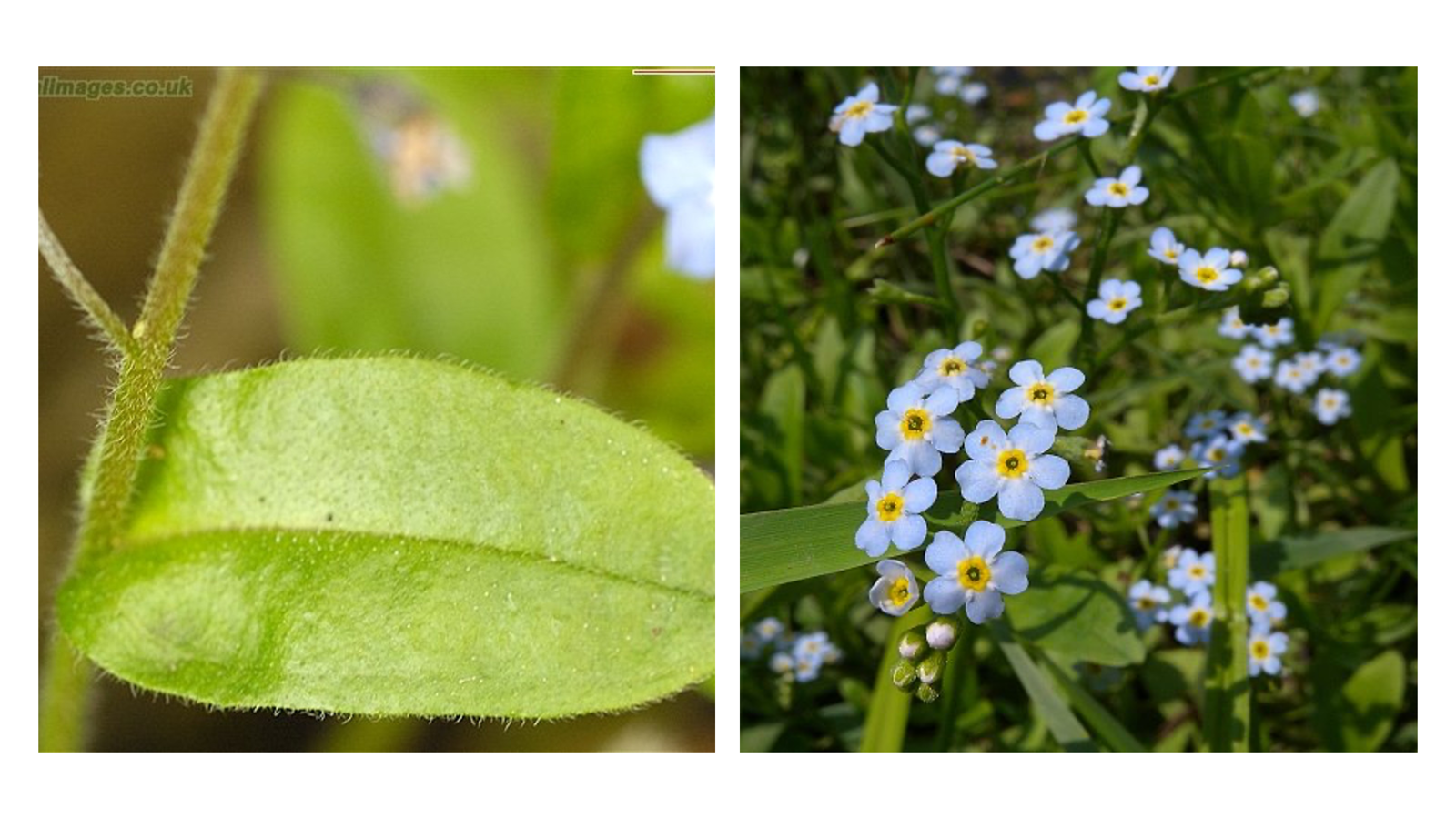 <p>Myosotis spp.</p>