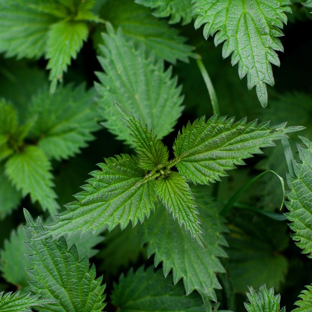 <p>Hairs / trichomes</p>