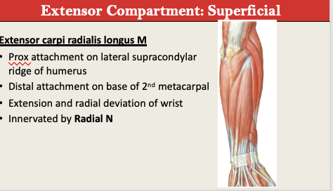 <p>M: Extension + Radial Deviation<br>N: Radial N<br>PA: Lateral Supracondylar <br>PD: MC Base of 2nd MC<br>G: Extensor Superficial<br></p>