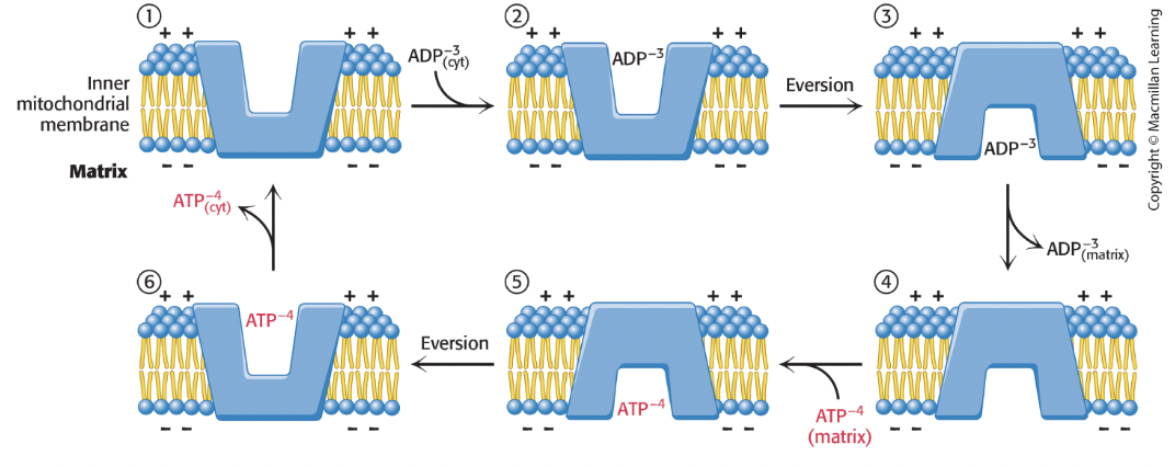 <ul><li><p>Most abundant protein in IM membrane</p></li><li><p>Swaps one matrix ATP (-4 charge) for one cytoplasmic ADP (-3 charge)</p></li><li><p>driven by membrane potential since matrix is negative and IM space is positive</p></li><li><p>inhibition of ANT inhibits cellular respiration</p></li></ul><p></p>