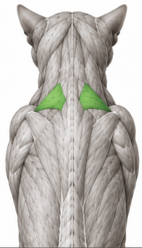 <p>What cat muscle is this?</p>