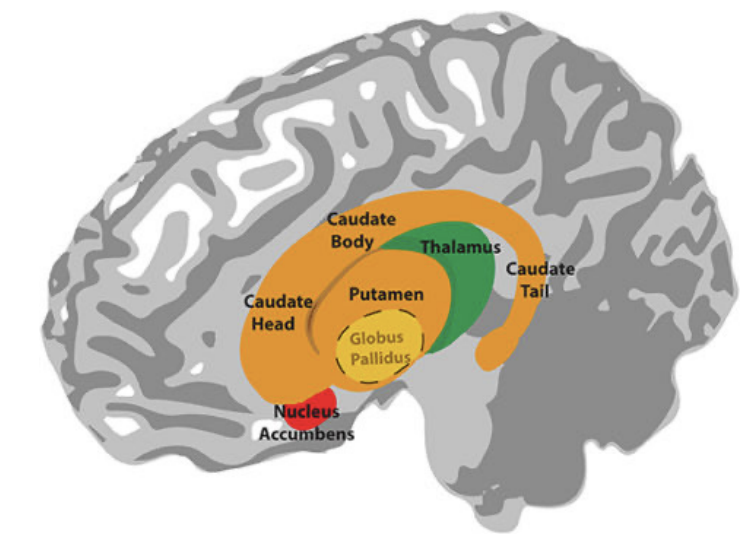 <p>Function of the basal ganglia </p>