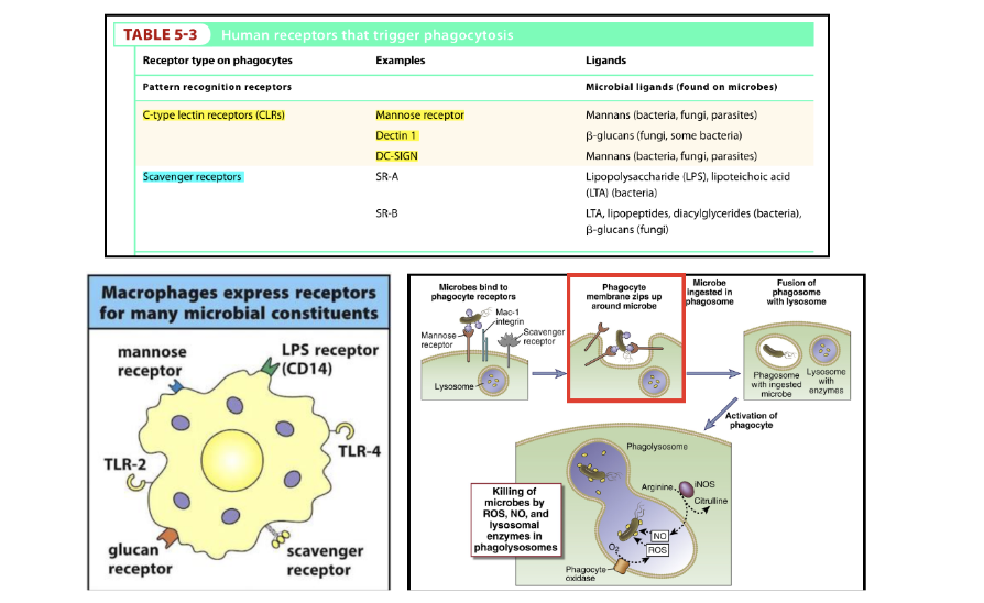 <p>C-type lectin: Mannose receptor, Dectin-1 and DC-SIGN </p><p>Scavenger receptors</p><p>in general the macrophage are phagocytes and express distinct PRRs: CLR-mannose, dectin, DC-SIGN</p><p>Scavenger receptor recognizes different ligands</p><p>similar to neutrophils will phagocytose and then trigger oxidative reaction</p><p>oxidative burst between macrophage and neutrophil have same result</p>