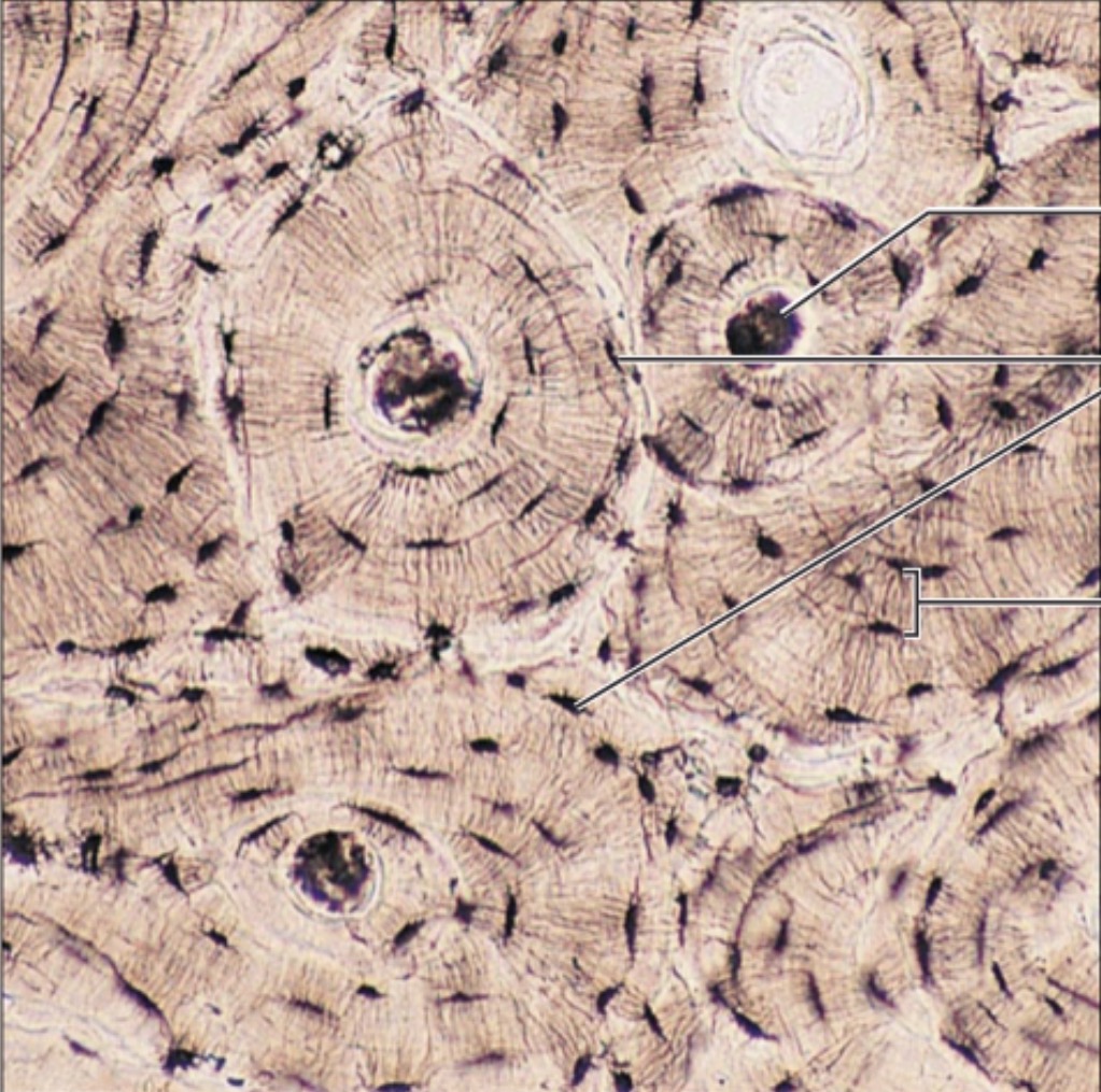 <p>what is the name of this tissue?</p>