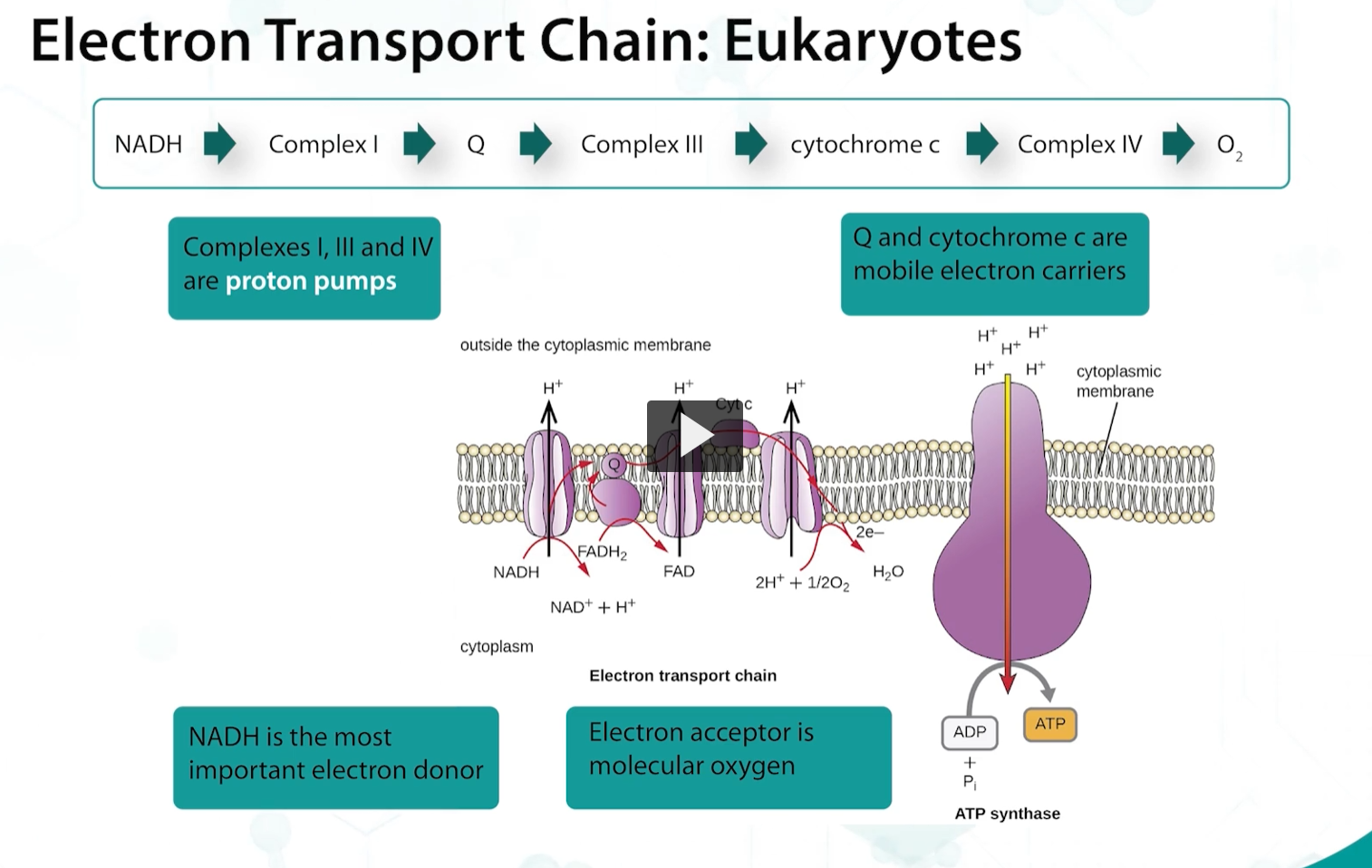 <p>The sequence of events of the electron transport chain of bacteria is similar to eukaryotes, in which there are <strong>proton pumps</strong>, <strong>electron carriers </strong>such as <strong>cytochromes</strong>, and <strong>electron donors such as NADH</strong>. </p><p>but, PROKARYOTIC ELECTRON DONORS use a variety of electron donors and acceptors, and the choice of dehydrogenases, oxidases and reductases varies, allowing the bacteria to use different inorganic molecules that may be available as terminal electron acceptors. </p>