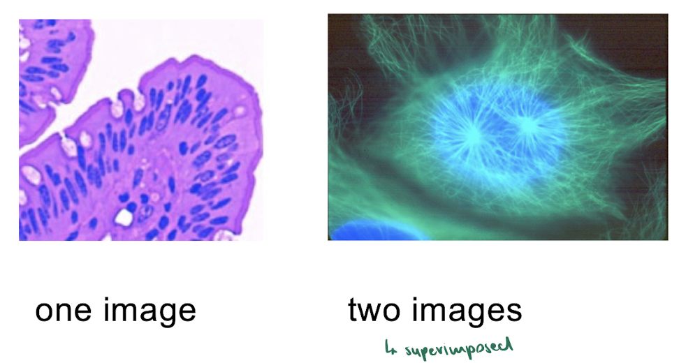 <p>Composite Images</p>