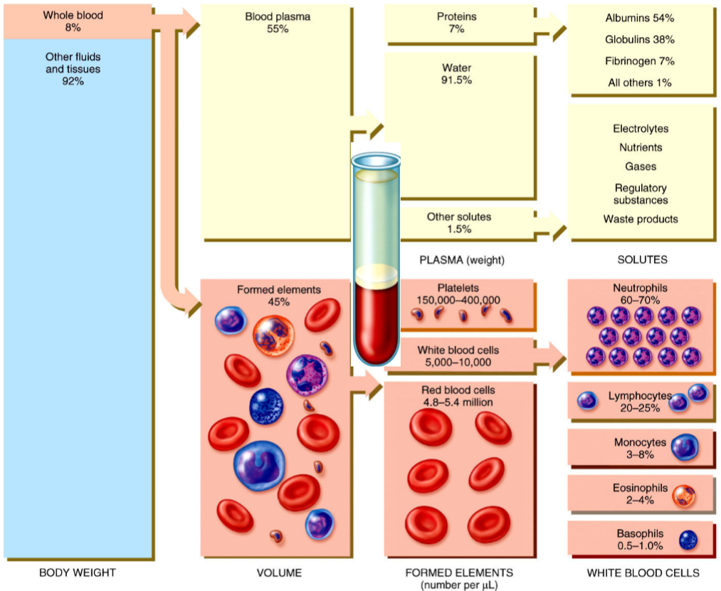 <ul><li><p><strong>blood plasma </strong>(this is the liquid containing water, proteins, and solutes)</p></li><li><p><strong>formed elements </strong>(erythrocytes and buffy coat)</p></li></ul><p></p>