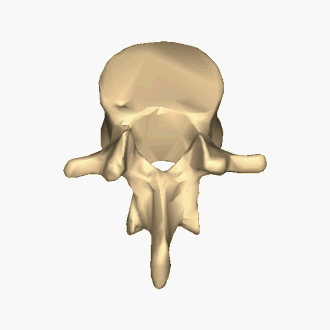<p>what kind of vertebrae is this?</p>