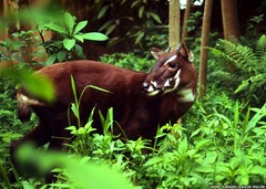 <p>(phr) /ˈkrɪtɪkli ɪnˈdeɪndʒəd/ bị đe doạ nghiêm trọng</p>