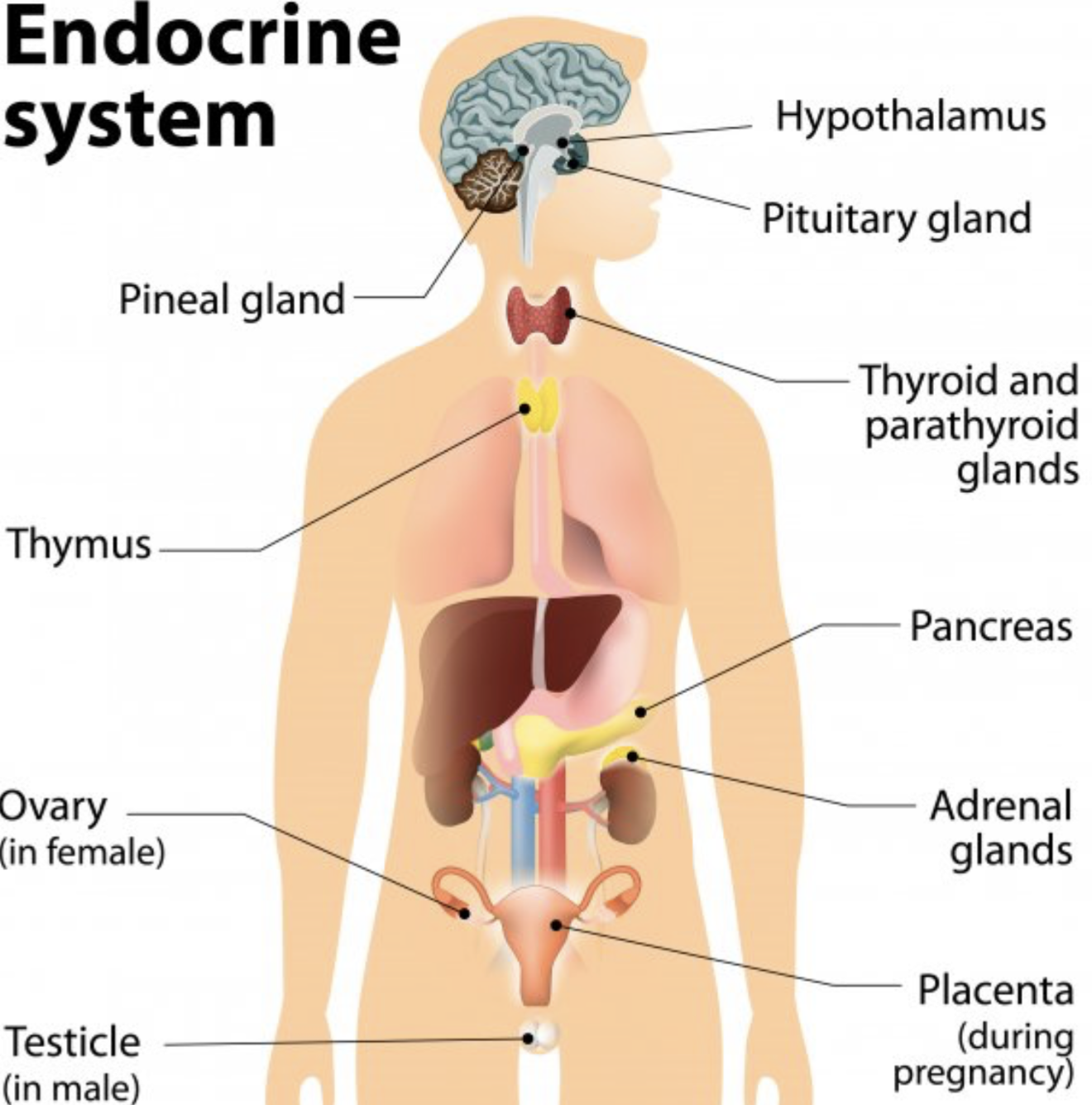 <p>(superior to inferior)</p><p>Pineal gland - circadium rythym</p><p>Hypothalamus - makes key hormones, regulates anterior pituitary</p><p>Pituitary gland - makes tropic hormones</p><p>Parathyroid glands - bone metabolism</p><p>Thyroid gland - stress, growth</p><p>Thymus gland - immune system, changes with puberty</p><p>Adrenal glands - cortex produces cortisol, medulla produces adrenaline</p><p>Pancreas - sugar metabolism</p><p>Gonads (ovary and testis) - produce hormones, sperm</p>