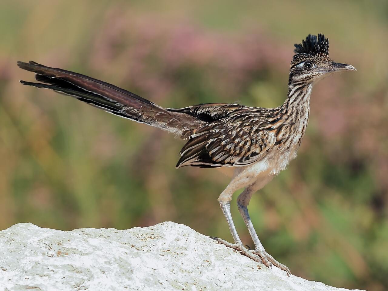 <p>Greater roadrunner </p>