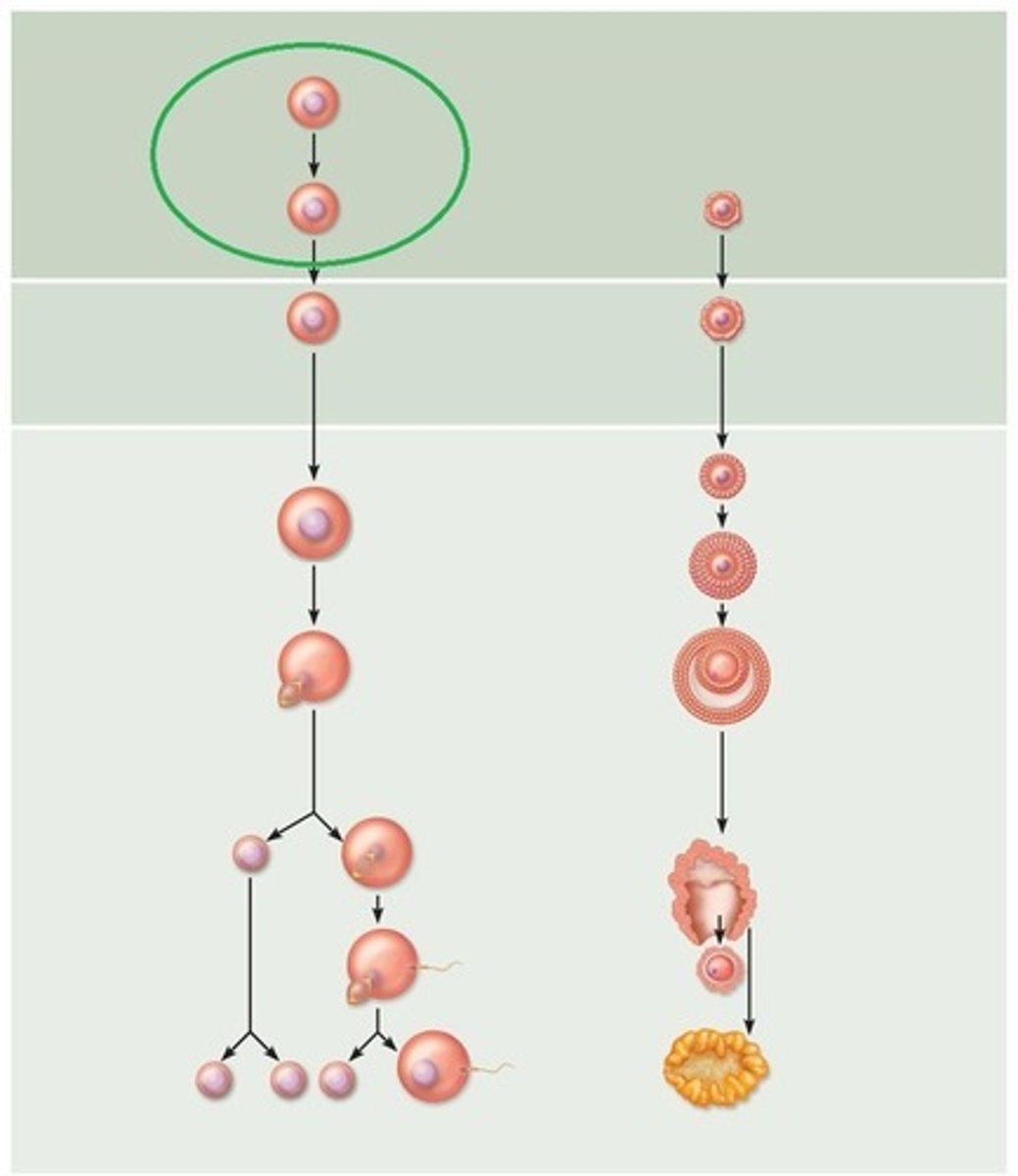 <p>an immature female reproductive cell that gives rise to primary oocytes by mitosis</p>