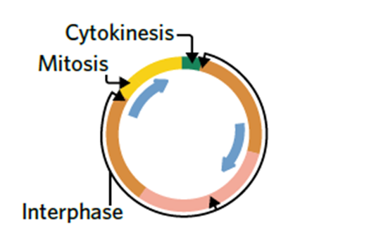 <p>eukaryotic cell cycle is composed of three stages including interphase, mitosis, and cytokinesis.</p><p></p>