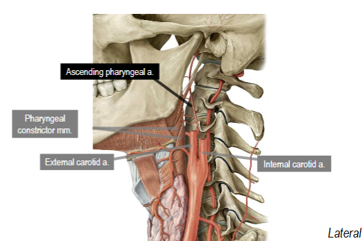 <p>Branches medially/posteriorly off external carotid artery</p><p>Serves walls of pharynx</p>