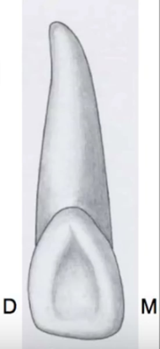 <p>rounded or angular depression/concavity on a tooth surface; where grooves "meet up"</p>
