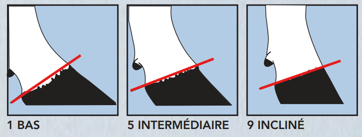 <p>Ligne droite qui sépare le sabot du paturon. </p><p>chiffre 1 (talon extrêmement bas) à 9 (extrêmement haut)</p><p><span style="color: red;"><strong>idéal = 9</strong></span></p>