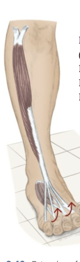 <p>Toe Extension</p>