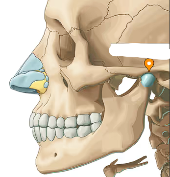 <p>Depression for mandible articulation</p>