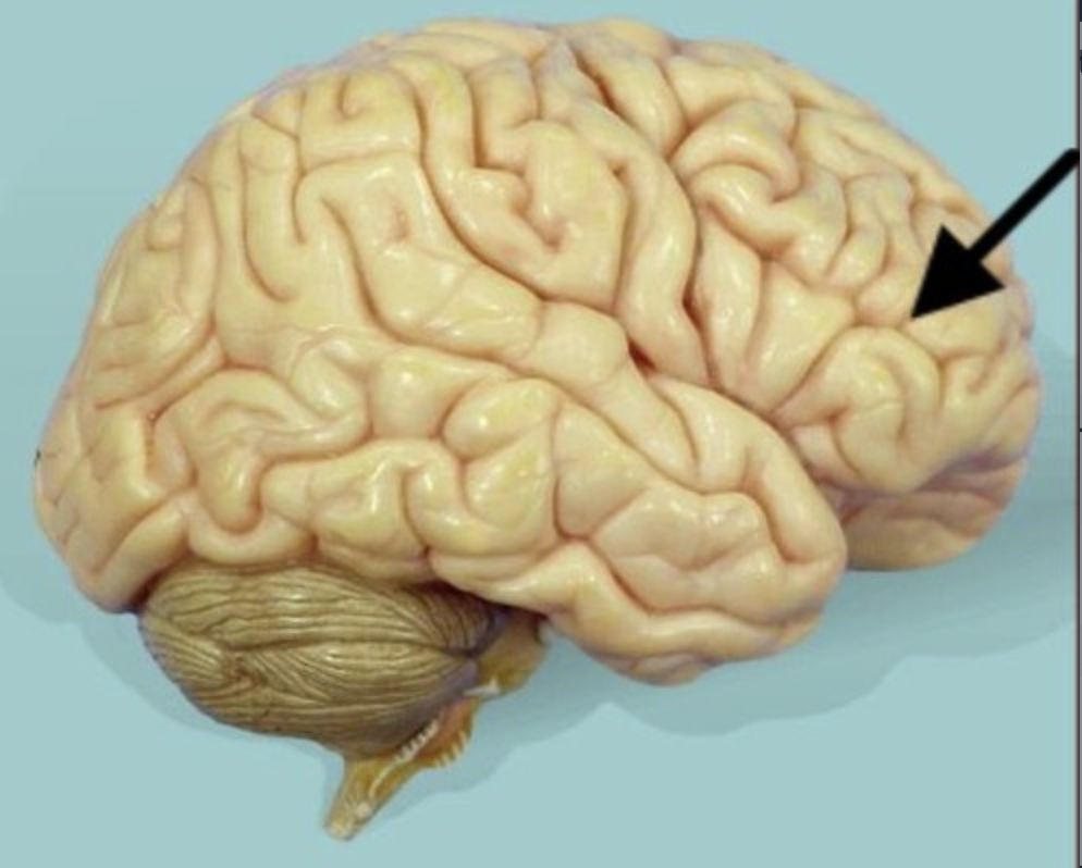 <p>location of primary motor cortex, motor association areas, prefrontal cortex, Broca’s (motor speech) area</p>