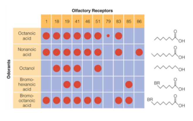 <p>recognition profiles</p><ul><li><p>a combination/pattern of activated ORNs that code for each odorant</p></li></ul><p>__</p><p>true</p><p>(different odors have different recognition profiles)</p><p>_</p><p>true</p><p>(specific receptors on ORNs may be involved in the coding of multiple odorants)</p>