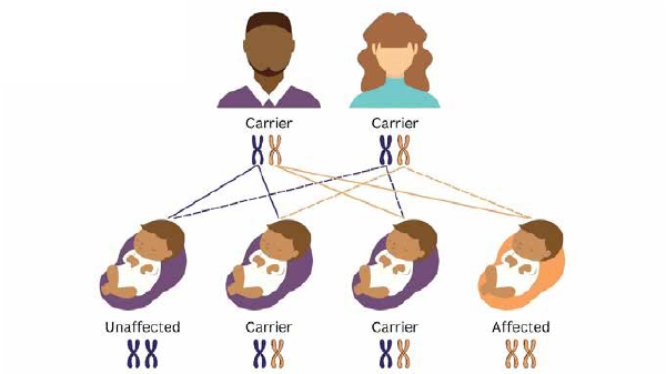 <p>An individual who has one copy of a recessive allele but does not express the trait.</p>