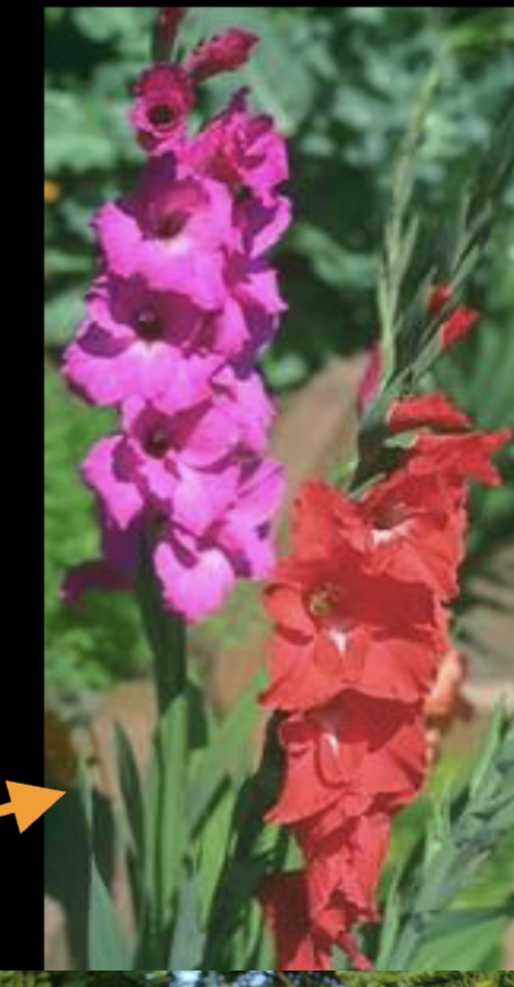 <p>inflorescence looks like many flowers</p>