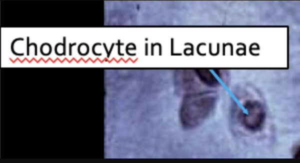 <p>active cells responsible for producing and maintaining the cartilage's extracellular matrix</p>