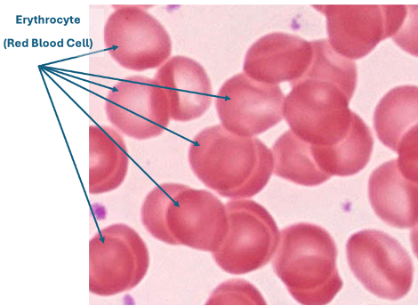 <p>Describe ONE structural feature visible in this slide</p>
