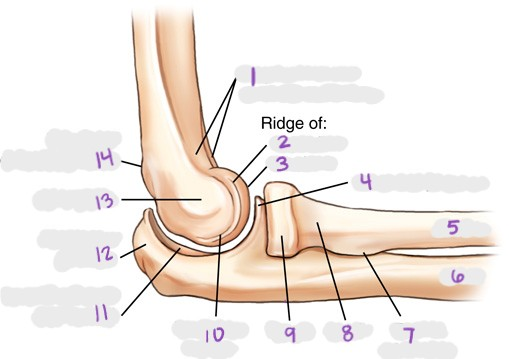 <p>11</p>