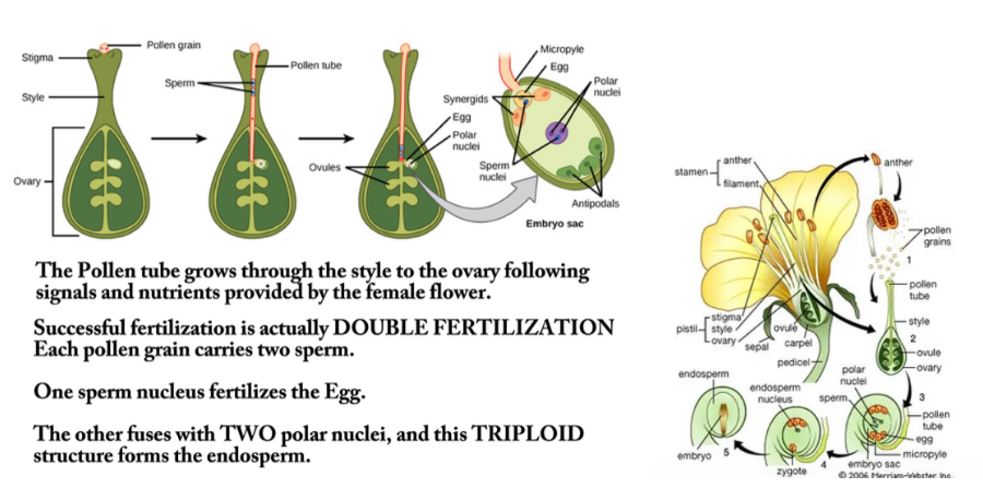 <p>The pollen tube grows through the style to the ovary following signals and nutrients provided by the female flower.</p><p>Successful fertilization is actually DOUBLE FERTILIZATION!</p><p>Each pollen grain carries two sperm.</p><p>One sperm nucleus fertilizes the egg. The other fertilizes with TWO polar nuclei, and this TRIPLOID structure forms the <strong><em>endosperm</em></strong>.</p>