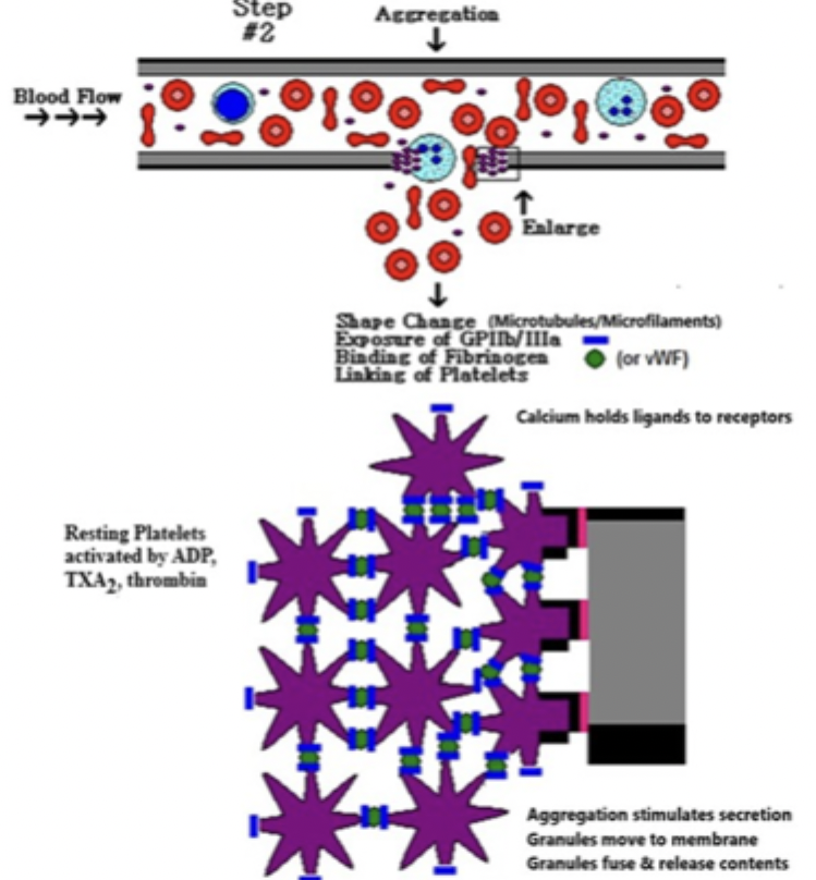 <p>platelets binding to adherent platelets</p>