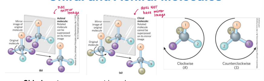 <p><strong><u>Chiral and Achiral Molecules </u></strong></p><ul><li><p><strong>Achrial </strong>= can be superposed (mirror image is the smae)</p></li><li><p><strong>Chiral </strong>= cannot be superposed (mirror image is different) </p><ul><li><p>R/S</p></li></ul></li><li><p><strong><mark data-color="yellow" style="background-color: yellow; color: inherit;">Chiral centers = _____</mark></strong></p></li></ul><p>A molecule can <span style="color: blue;"><strong>have 2^n stereoisomers, where n is the number of chiral</strong></span></p><p><span style="color: blue;"><strong>carbons</strong></span></p><p>• Each group attached to a chiral carbon is assigned a priority, where:</p><p>—OCH3 > —OH > —NH2 > —COOH > —CHO > —CH2OH > —CH3 > —H</p><p></p>