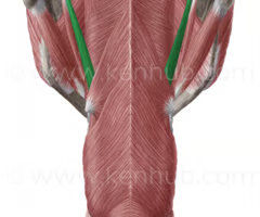 <p><span>INNER LONGITUDINAL LAYER</span><br><br><span>origin: styloid process of temporal bone</span><br><br><span>insertion: lateral pharyngeal wall</span><br><br><span>innervation: CN IX (glossopharyngeal)</span><br><br><span>function: elevates and opens pharynx, especially during deglutition</span></p>