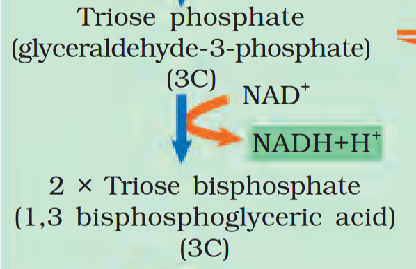 <p>in this step of glycolysis, NAD<sup>+</sup> acquires 2 hydrogen atoms from where?</p>